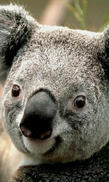 Koala