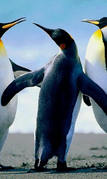 Pinguine
