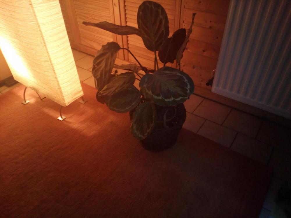 ou3.thumb.jpg.697c4885182c846767920abeda