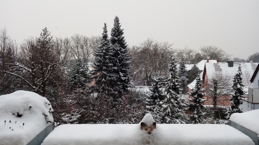 IMG_20150111_162732.thumb.jpg.be9adfa03e