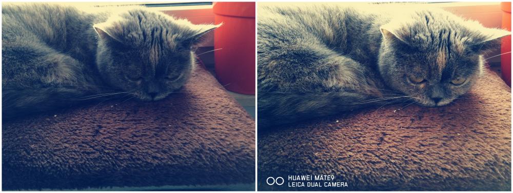 Katze mit Filter.jpg