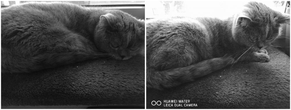 KatzeMonochrom.jpg
