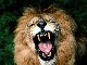 King Leo